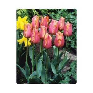  Jenny Tulip Seed Pack Patio, Lawn & Garden