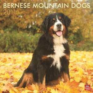    Bernese Mountain Dogs 2011 Wall Calendar 12 X 12