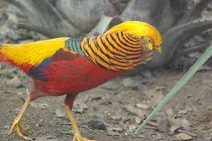 Red Golden Pheasant Taxidermy Reference Photo Cd  