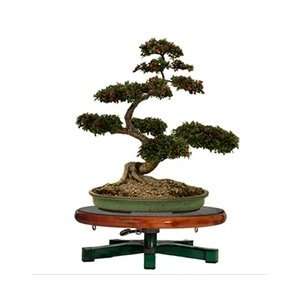  Table Top Bonsai Tree Turntable Workstand: Patio, Lawn 