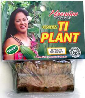 LUCKY HAWAIIAN GREEN TI LEAF PLANT * 2 LOGS  