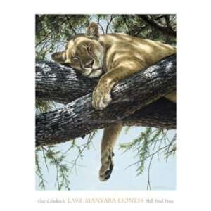  Guy Coheleach   Lake Manyara Lioness Canvas: Home 