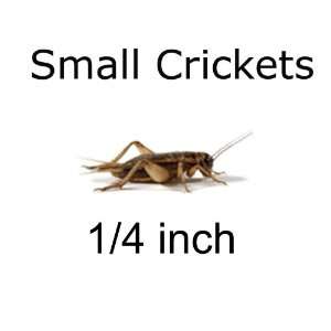  1000ct Live Crickets, 1 Week Old apx 1/4 Inch. 3 Cents Ea 