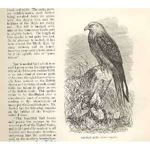    Arabian Kite 1862 WoodS Natural History Birds