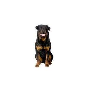 Rottweiler Reusable Double Sided Window Sticker:  Home 