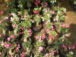  Obesum Desert Rose VIOLET CITY Grafted Plant Fresh Rare  