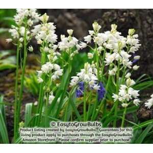  Spanish Bluebells (Hyacinthoides) White Meadow   100 