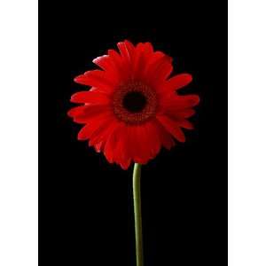    Red Gerbera Daisy Greeting Cards (5 card set): Everything Else