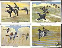 CIGARETTE CARDS. Player.WILD FOWL.(Large).(1937).(Set).  
