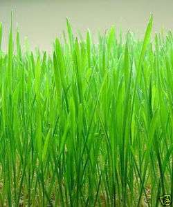 1Lb Wheatgrass Native Grass Seed (PLS)  