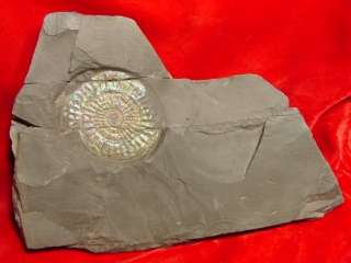 Fossil Ammonite Caloceras Johnstoni Jurassic England AMM053  