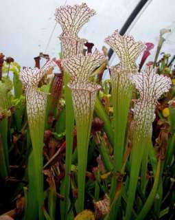 Sarracenia leucophylla Typical Form, white pitcher plant