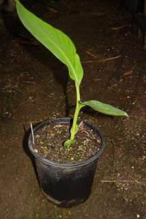 species info this is an ornamental banana plant with stems being an 