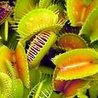 venus flytrap carinivorous seeds 5 fresh fly trap seeds free