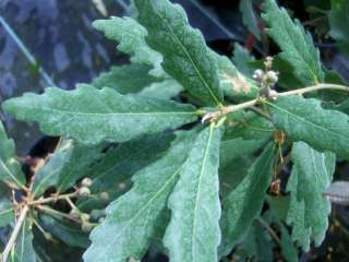   quercus rubor und ilex die im 18 jahrhundert in england entstanden ist