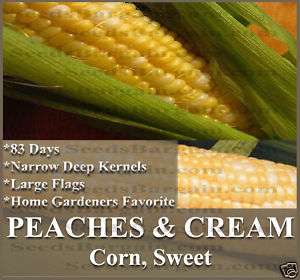Corn seeds   SWEET PEACHES & CREAM   EXCELLENT FLAVOR~~  