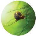 BLUEiQ Miniature Ecosystem   Live Shrimp Live Snails Live Plants 