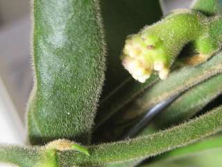 Hoya Calycina Epiphyllum Jungle Growing Succulent Extremely Rare 