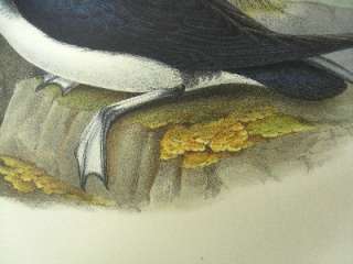John Gould Hand Colored Lithograph Antique Print Manx Shearwater Bird 