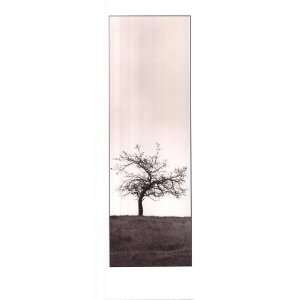  Alan Blaustein Cherry Blossom Tree 9.00 x 24.00 Poster 