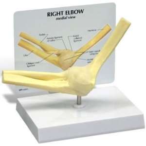 Basic Human Elbow Joint Anatomy/Anatomical Model #1830  