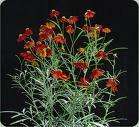   red plains real pretty this coreopsis dwarf red plains is a bright