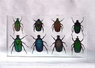 Insect Collection Set   Rose Chafer Beetle (8 Beetles)  
