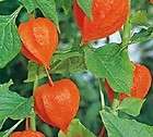 100 Chinese Paper Lantern Seeds Plant Seeds