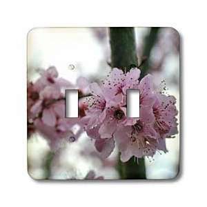 com Patricia Sanders Flowers   Spring Floral  Cherry Blossom Flowers 