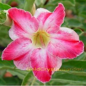 9GreenBox   Adenium Desert Rose RainBow Cloud 3~4 Years House Plant 