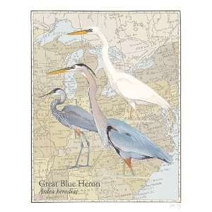  David Allen Sibley   Great Blue Heron Canvas