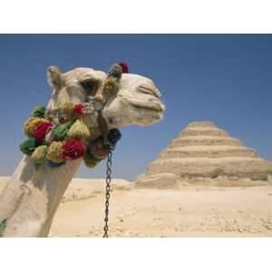  Dromedary Camel Standing Before the Step Pyramid of Djoser 