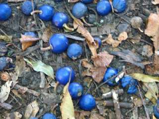15 Rare Blue Marble Tree tropical fruit seed  