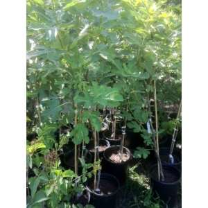 Chicago Hardy Fig Tree, Five Gallon Container Patio, Lawn 