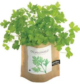 Grow Your Own Italian Parsley Herbal Plant Organic Seed Growing Garden 