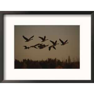  Canada Geese Fly in a Group Through a Goose Sanctuary Art 