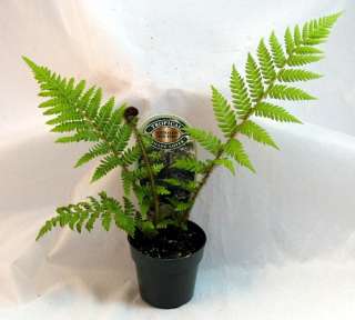 Australian Tree Fern   Cyathea cooperi   Exotic   3 Pot  