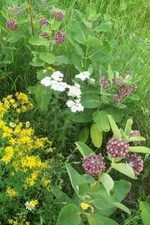   MILKWEED Monarch butterfly larva food plant & butterfly nectar seeds