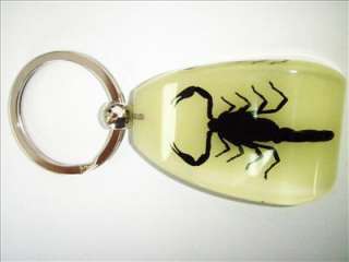 Real Black Scorpion ( dyed Chinese Golen Scorpion   Mesobuthus 