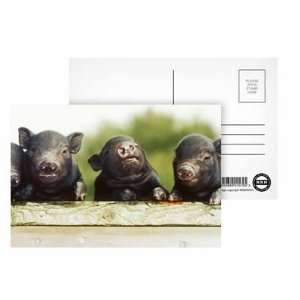  Ten day old Vietnamese Pot Bellied pigs   Postcard (Pack 