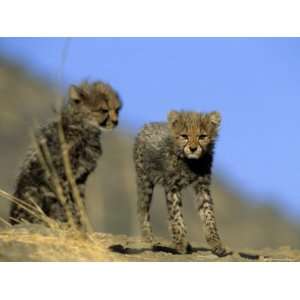  Cheetah Cubs, Acinonyx Jubatus, Duesternbrook Private Game 