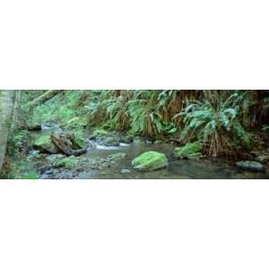  Stream Flowing through a Rainforest, Van Damme State Park 